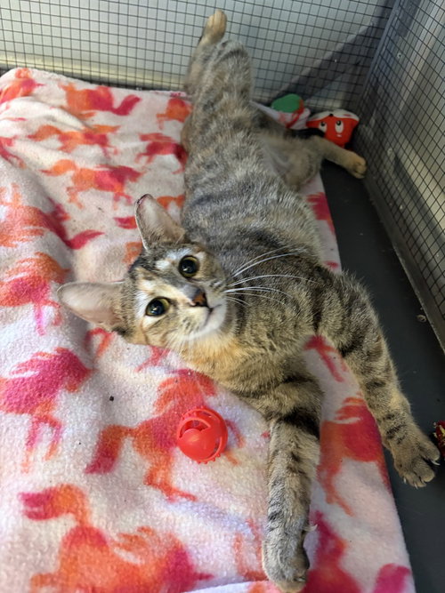 Rosalie, an adoptable Domestic Short Hair in Panama City Beach , FL