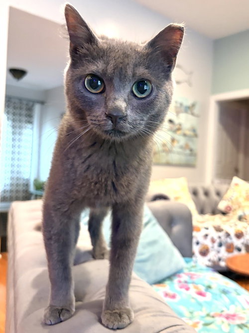 Spike, an adoptable Domestic Short Hair in Panama City Beach , FL