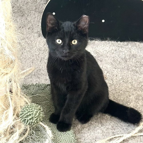 Dom Purrion, an adoptable Domestic Short Hair in Panama City Beach , FL