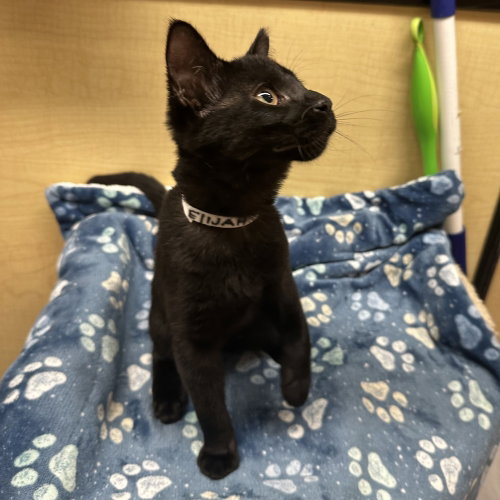 Elijah, an adoptable Domestic Short Hair in Panama City Beach , FL