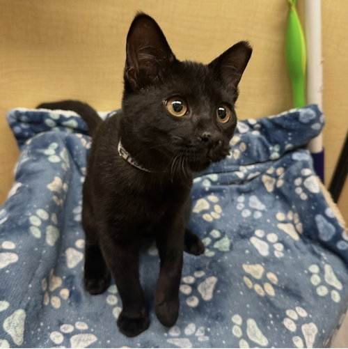 Ezra, an adoptable Domestic Short Hair in Panama City Beach , FL