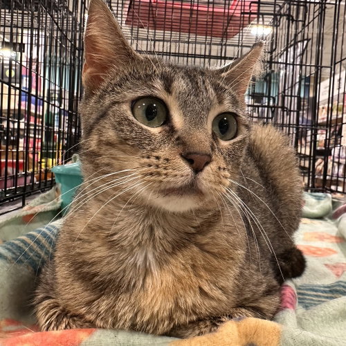 Nutmeg, an adoptable Domestic Short Hair in Panama City Beach , FL