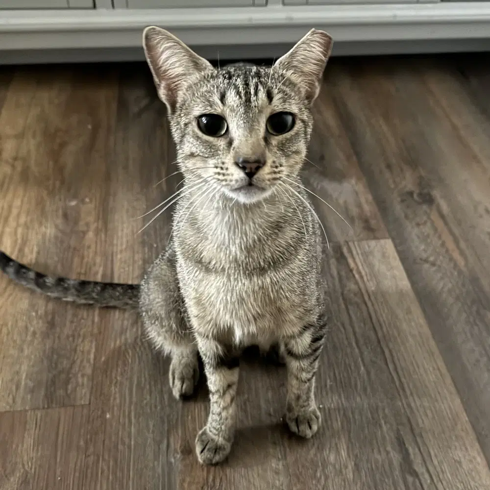 Carmela - Domestic Short Hair