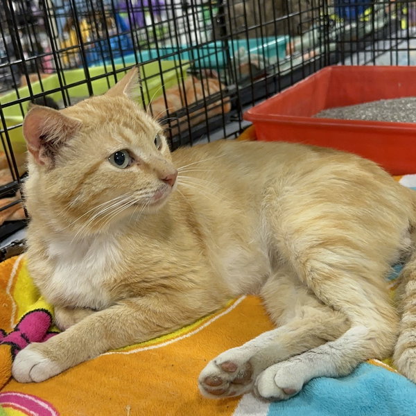 Samir