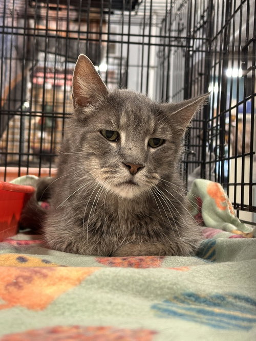 Eugene, an adoptable Domestic Short Hair in Panama City Beach , FL