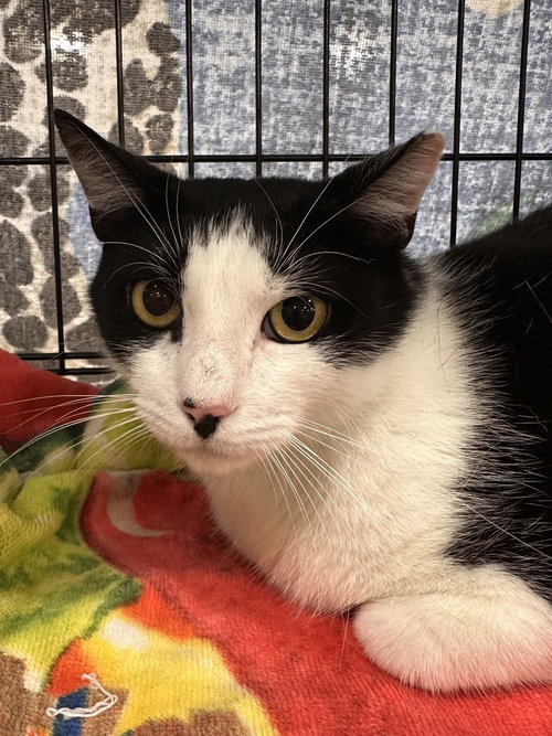 Cookie, an adoptable Domestic Short Hair in Panama City Beach , FL
