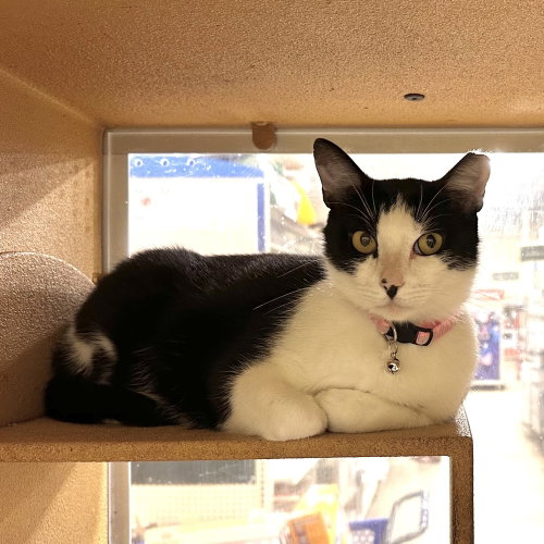 Cookie, Adult Domestic Short Hair, cat for adoption in Panama City, Florida