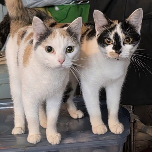 Thelma, an adoptable Domestic Short Hair in Panama City Beach , FL