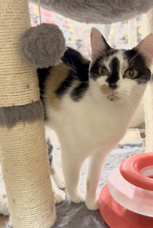 Thelma, Adult Domestic Short Hair (short coat), cat for adoption in Panama City, Florida