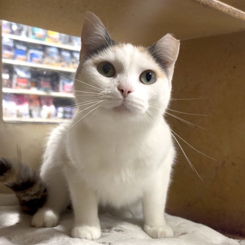Louise, Adult Domestic Short Hair, cat for adoption in Panama City, Florida