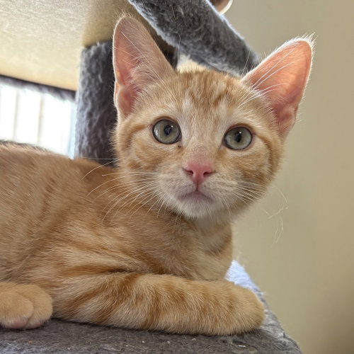 Golden Tempo, an adoptable Domestic Short Hair in Panama City Beach , FL