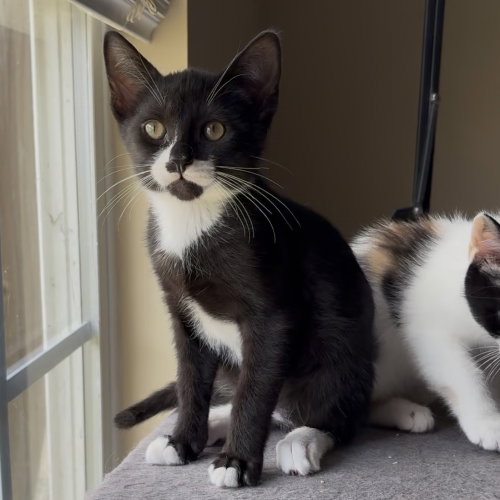 Renegade, an adoptable Domestic Short Hair in Panama City Beach , FL