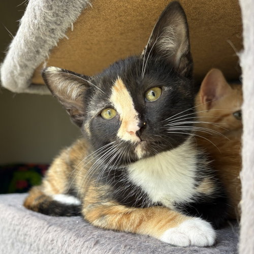 Ocellia, an adoptable Domestic Short Hair in Panama City Beach , FL