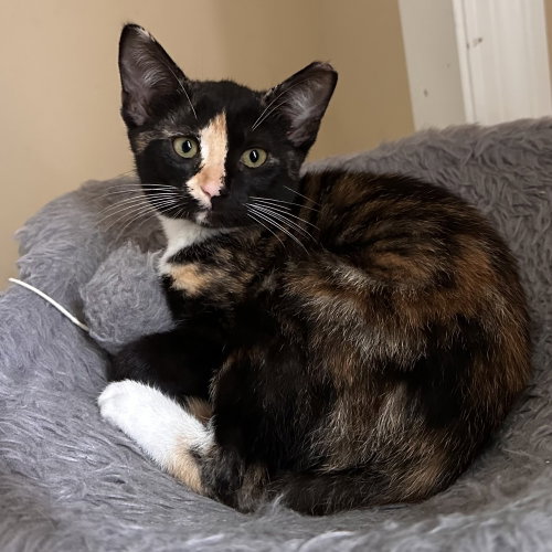 Ocellia, Baby Domestic Short Hair, cat for adoption in Panama City, Florida