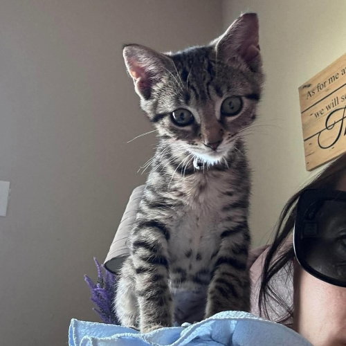 Tigris, an adoptable Domestic Short Hair in Panama City Beach , FL