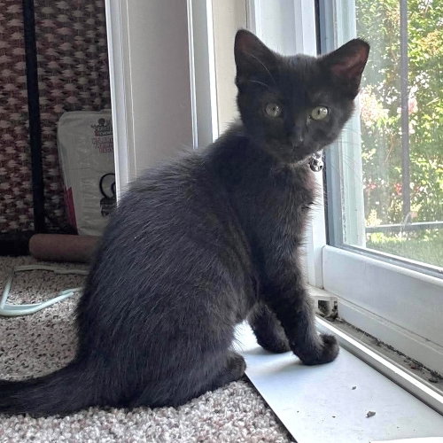 Vada, an adoptable Domestic Short Hair in Panama City Beach , FL