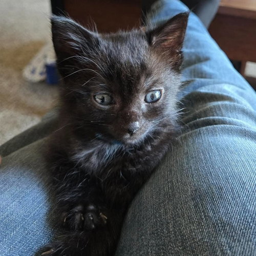 Punkin, an adoptable Domestic Short Hair in Panama City Beach , FL