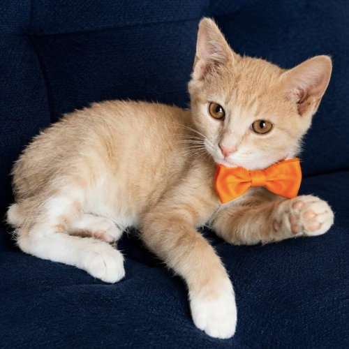 Remy