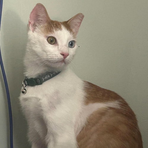 Dexter, an adoptable Domestic Short Hair in Panama City Beach , FL