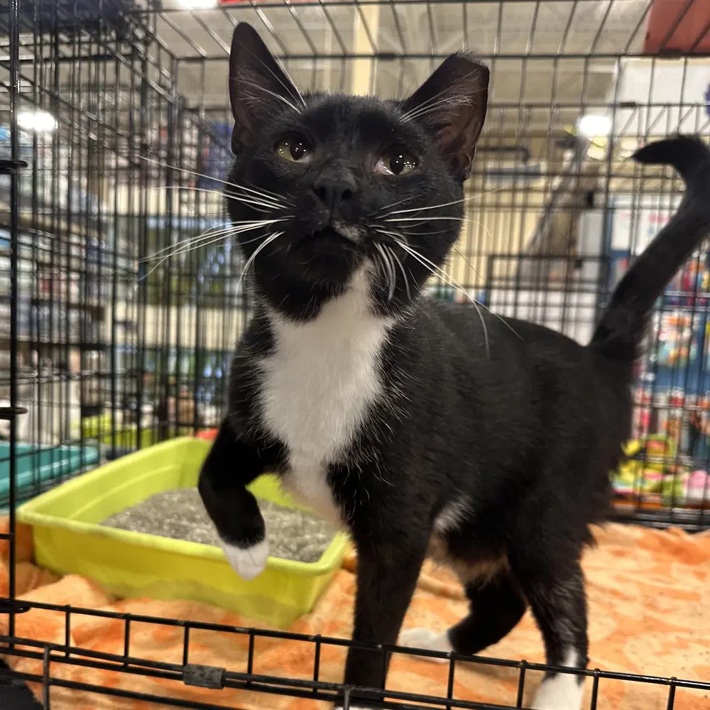 Hub - Domestic Short Hair