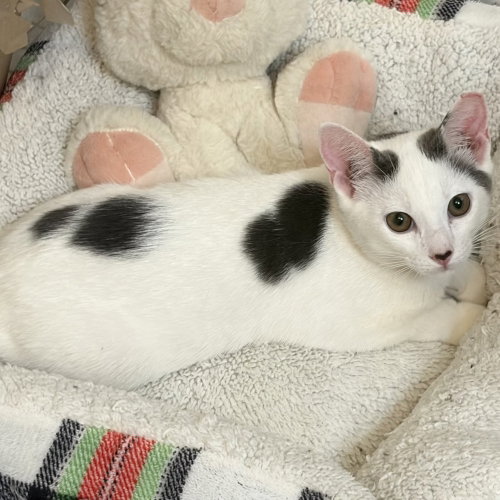 Pixie, an adoptable Domestic Short Hair in Panama City Beach , FL