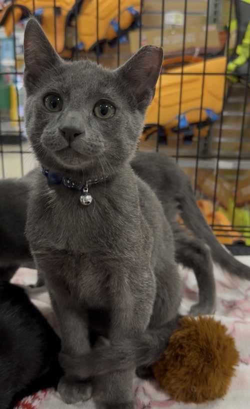 Kol, an adoptable Domestic Short Hair in Panama City Beach , FL