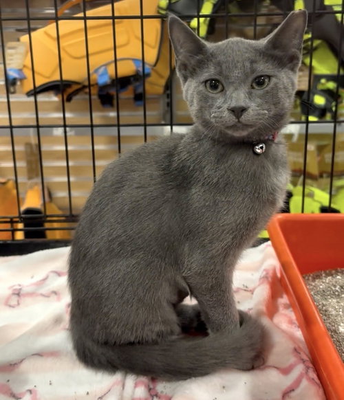 Moon, an adoptable Domestic Short Hair in Panama City Beach , FL