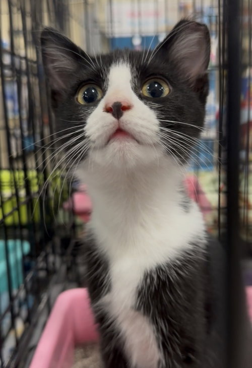 Larea, an adoptable Domestic Short Hair in Panama City Beach , FL