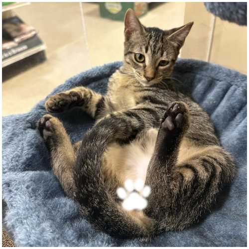 Cayden, an adoptable Domestic Short Hair in Panama City Beach , FL