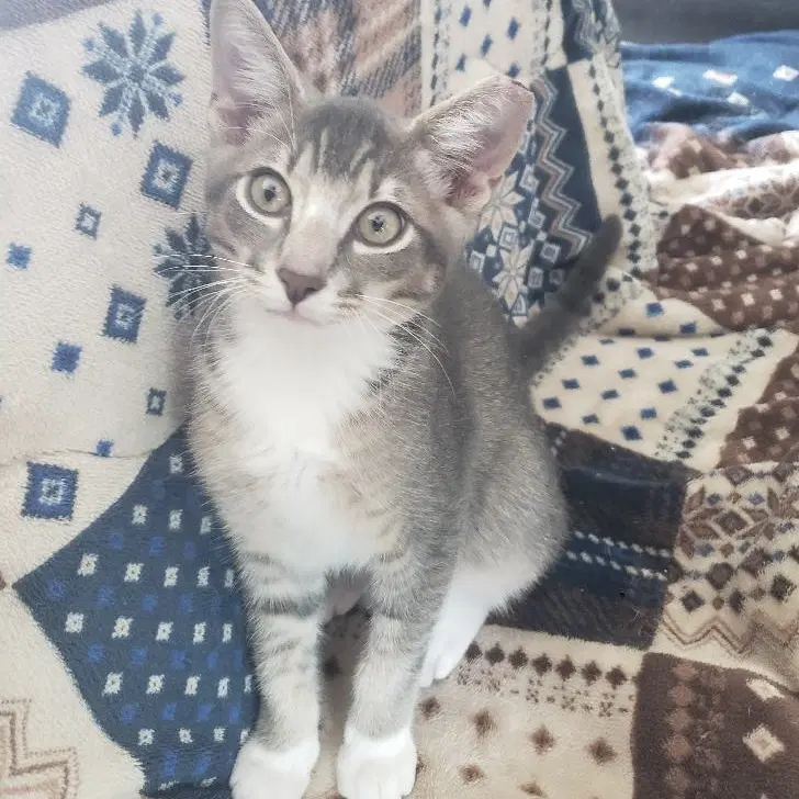 Buggy - Domestic Short Hair