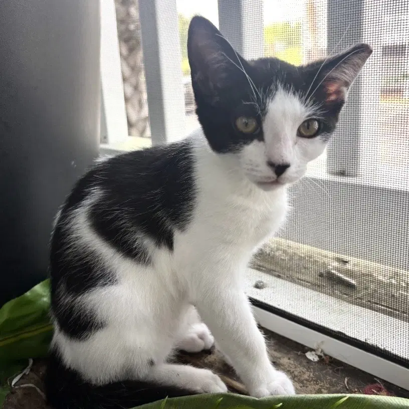 Lark - Domestic Short Hair