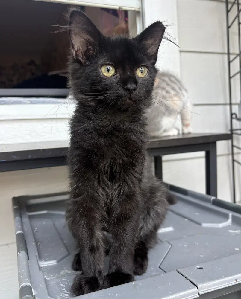 Mj - Domestic Short Hair