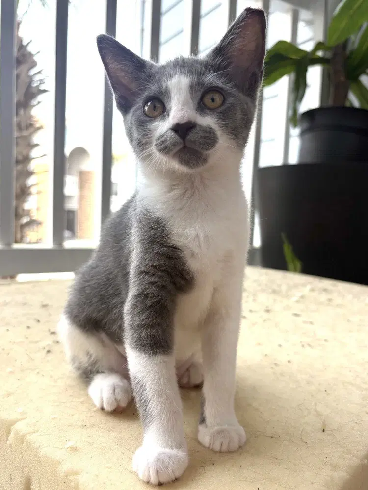 Sparrow - Domestic Short Hair