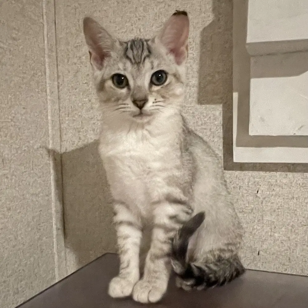 Marble - Domestic Short Hair