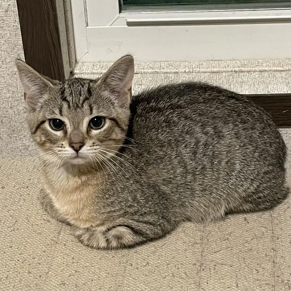 Saber - Domestic Short Hair