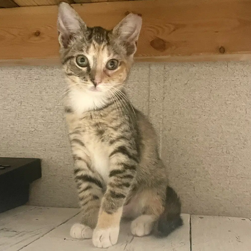 Cheese - Domestic Short Hair