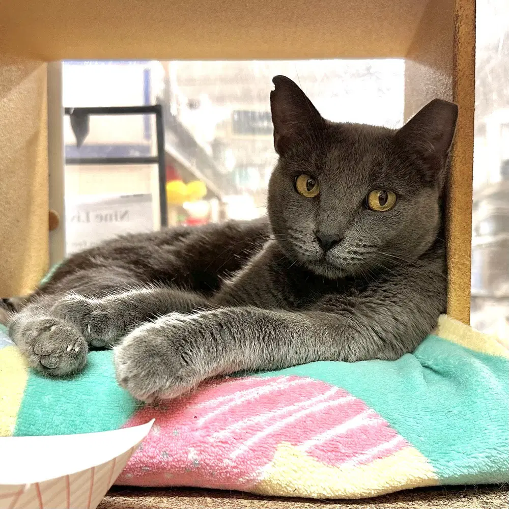 Bonnie - Domestic Short Hair