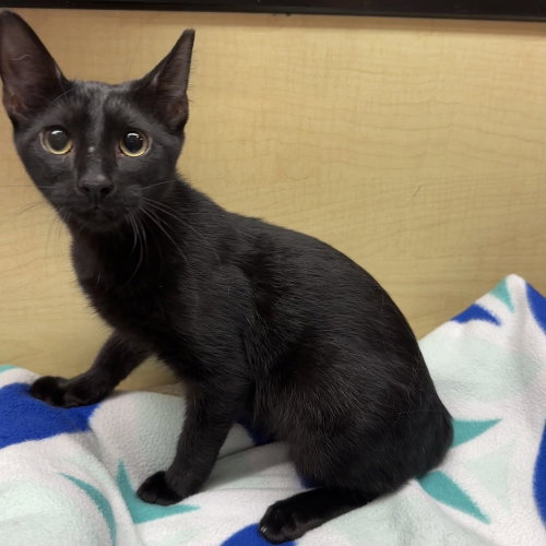 Elias, a cat for adoption from Nine Lives Kitty Rescue INC