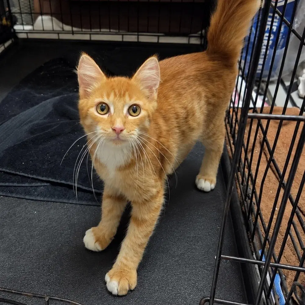 Kristoff - Domestic Medium Hair