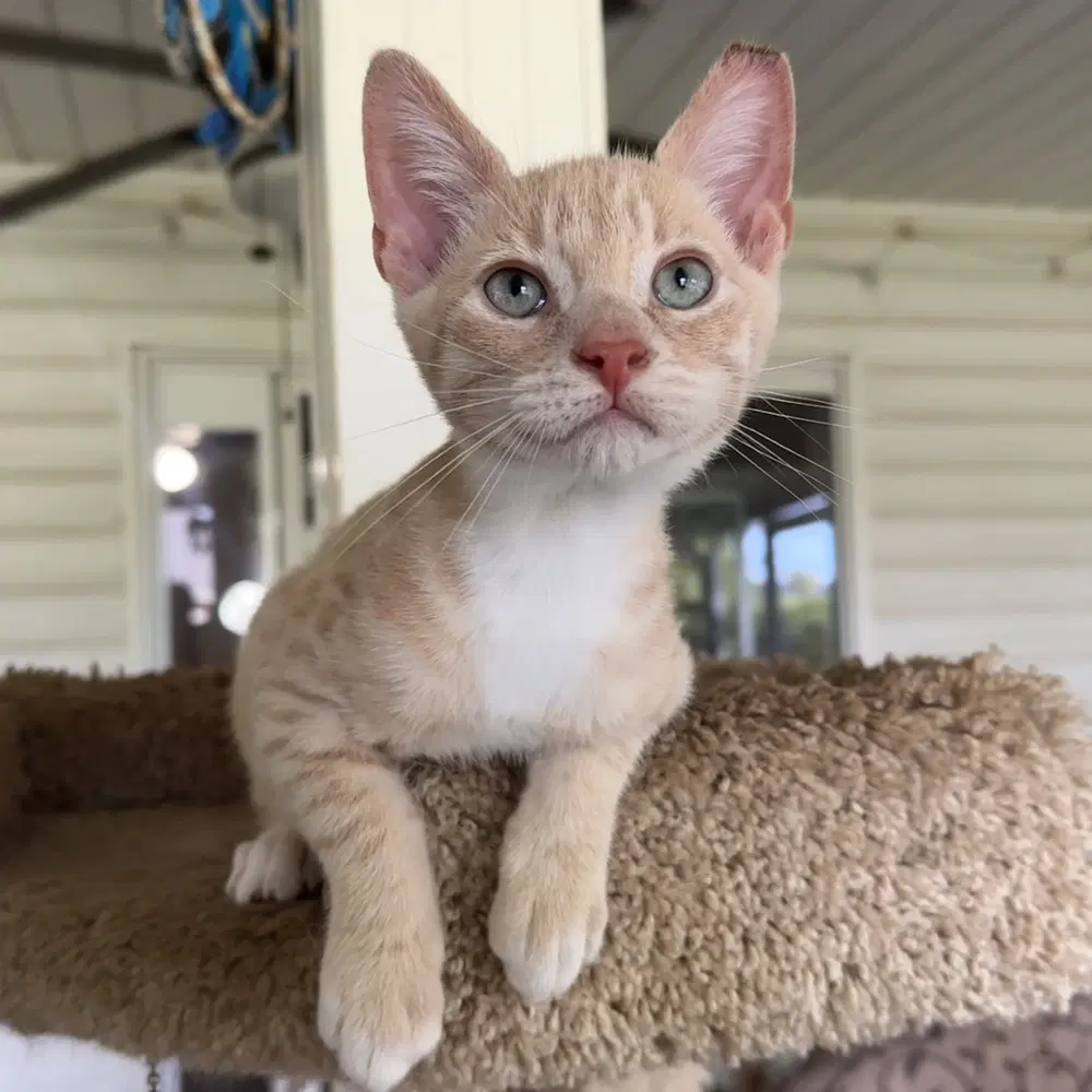 Haaland - Domestic Short Hair