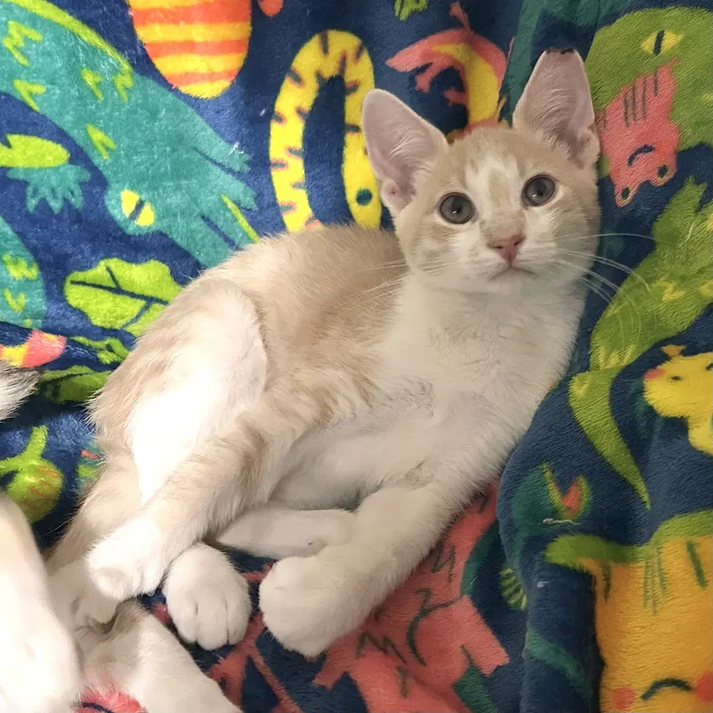 Erling - Domestic Short Hair