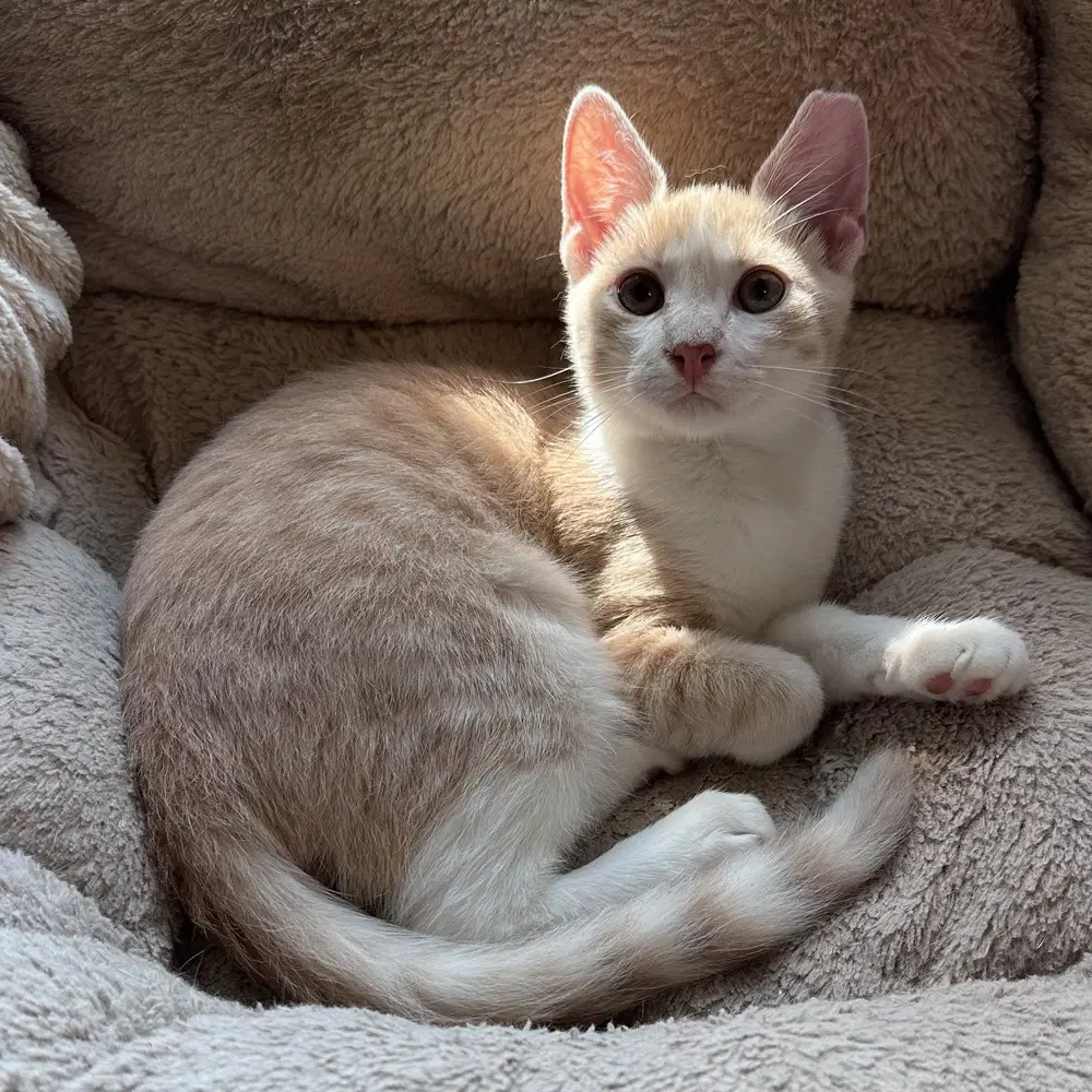 Erling - Domestic Short Hair
