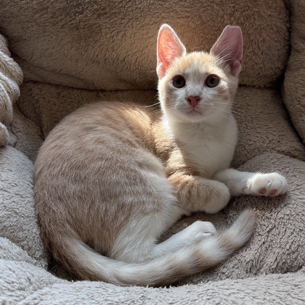 Erling, Domestic Short Hair