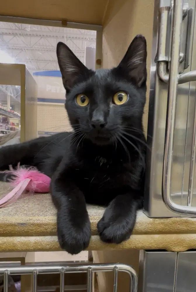 Thor - Domestic Short Hair