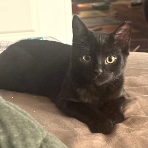 picture of the cat needing adoption