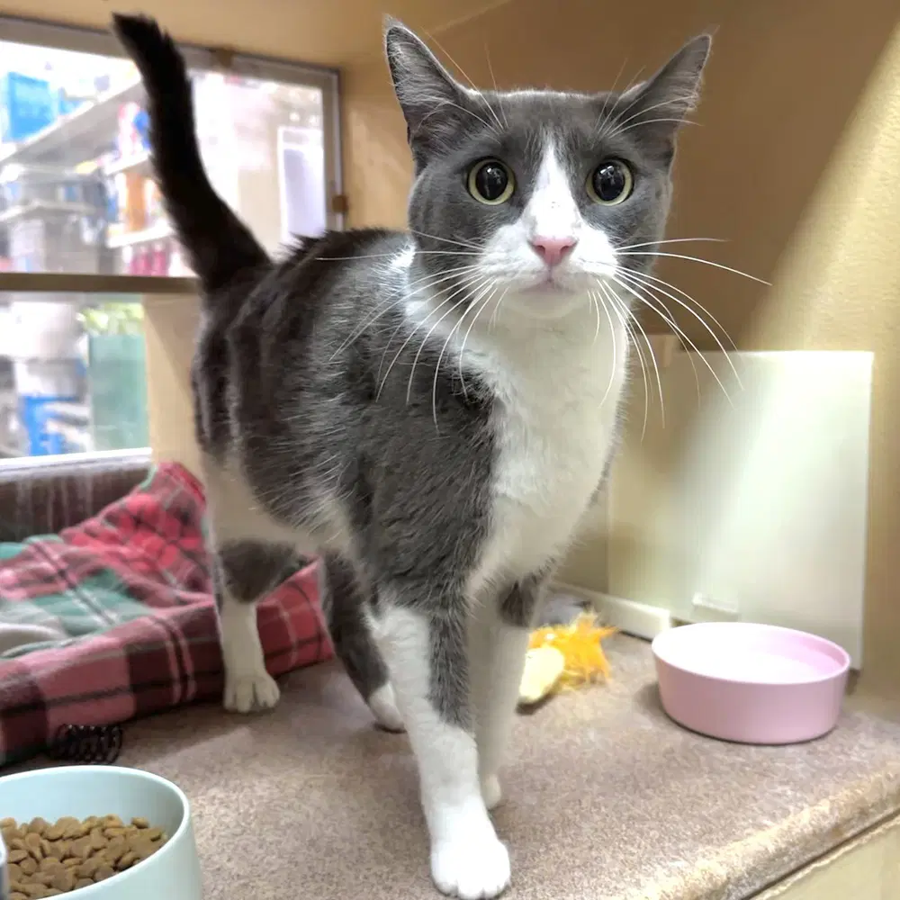 Cassie - Domestic Short Hair