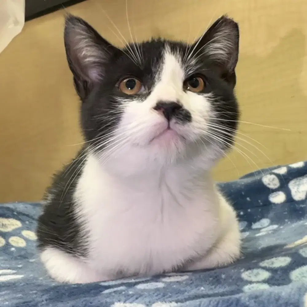 Trouble - Domestic Short Hair