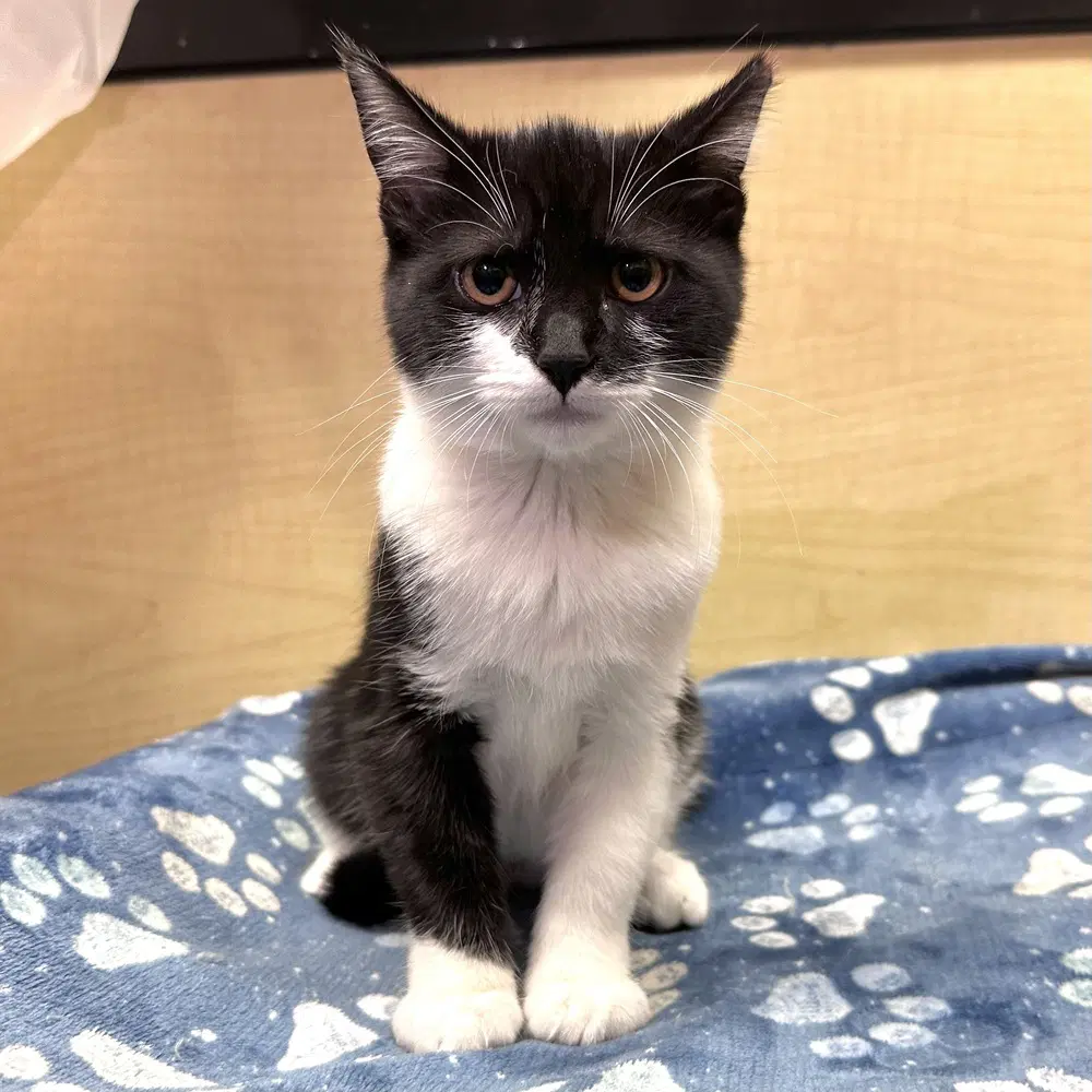 Batman - Domestic Short Hair