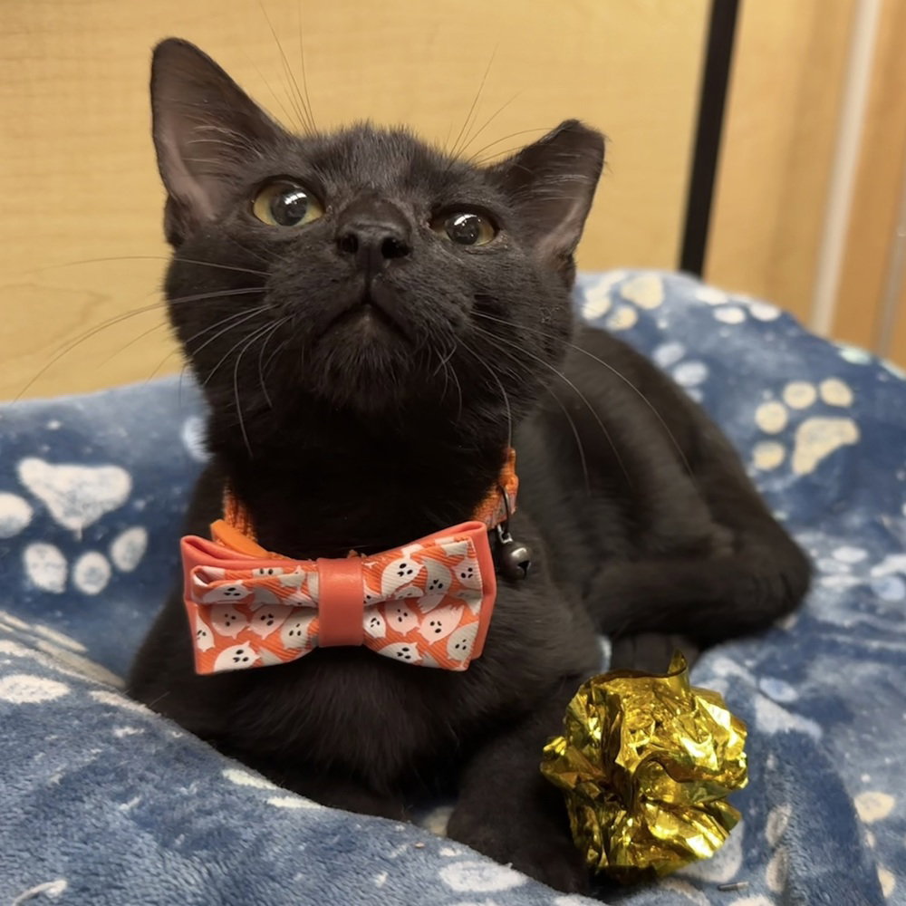 Sirius, Domestic Short Hair