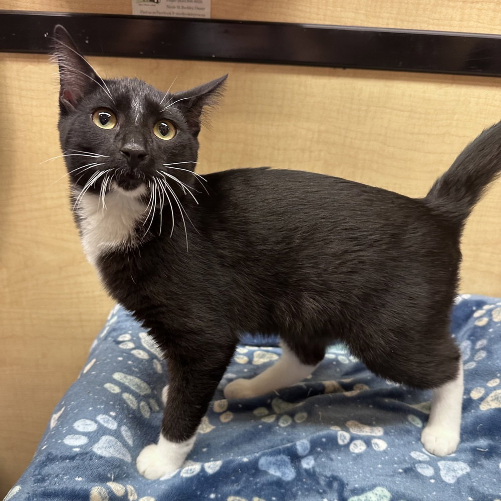 Mj 2, Domestic Short Hair